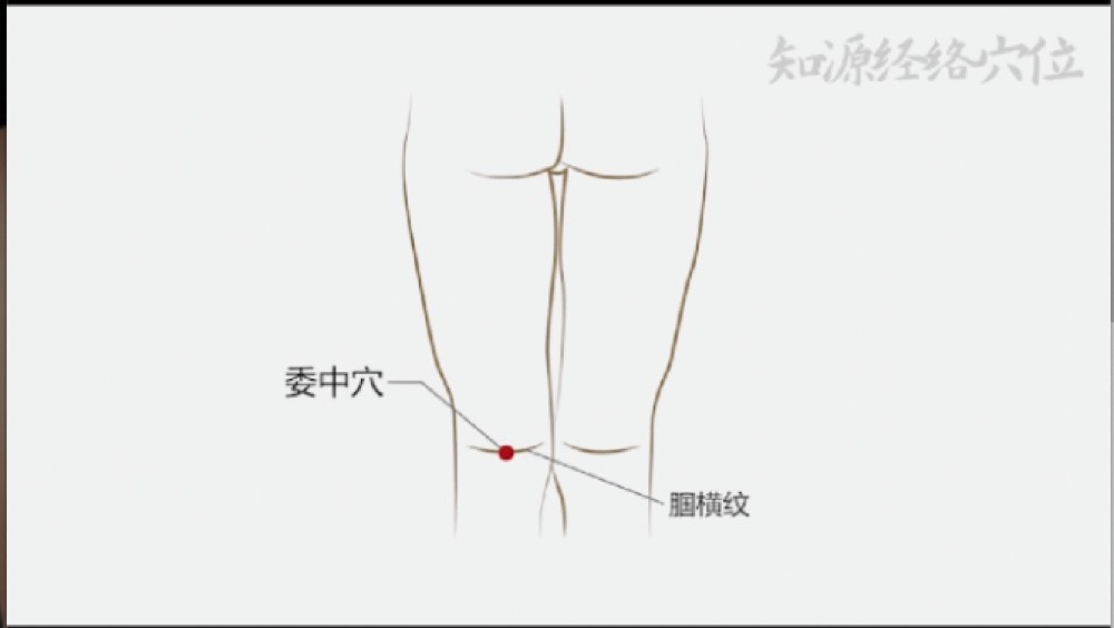 Location of Weizhong BL-40 in the middle of the crease behind the knee