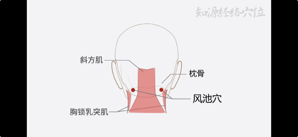 Location of Fengchi GB-20 acupoint, in the two hollows at the base of the skull