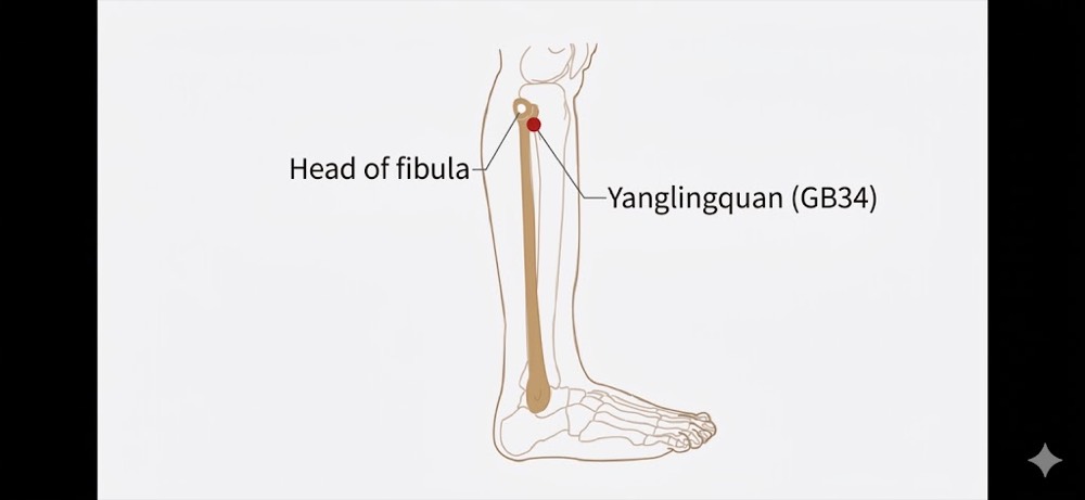 Location of Yanglingquan GB-34 acupoint, in the dip below and in front of the bony bump on the outside of the lower leg