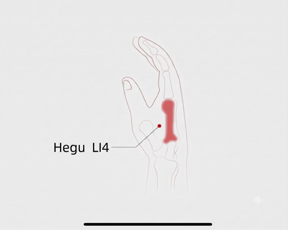 Location of Hegu LI-4 acupoint, in the web between thumb and index finger. Avoid in pregnancy.
