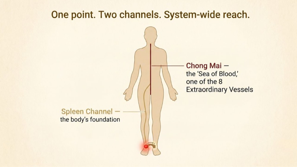 Location of Gongsun SP-4 acupoint, on the inner edge of the foot in the hollow behind the base of the big toe