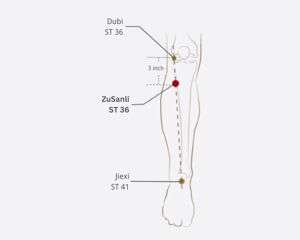 Location of Zusanli ST-36 acupoint, one hand-width below the kneecap and a thumb-width outside the shinbone