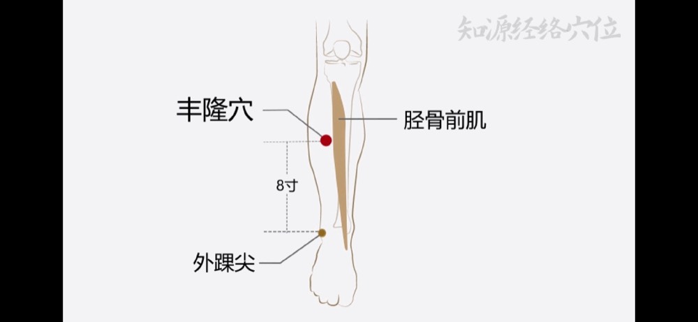 Location of Fenglong ST-40 acupoint, midway between the outer knee and outer ankle bone, two finger-widths outside the shinbone